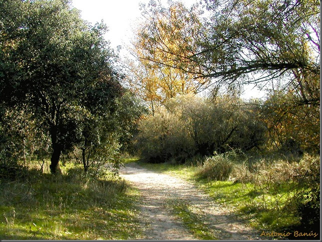 10 Camino de otoño DSCN6726X1