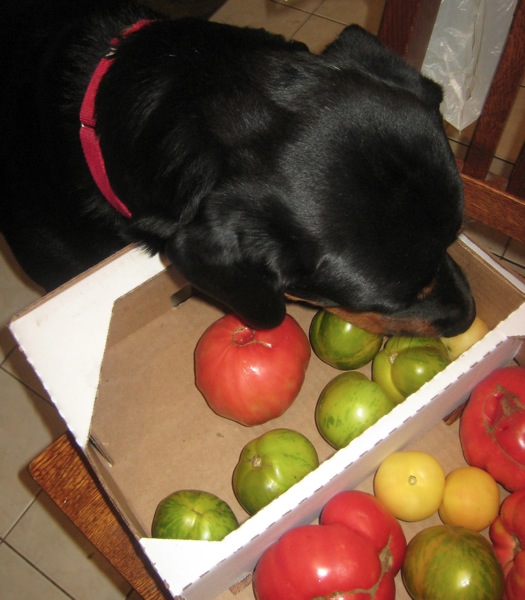 Rottweiler Reyna steals tomatoes every chance she gets.jpg Rottie likes tomatoes