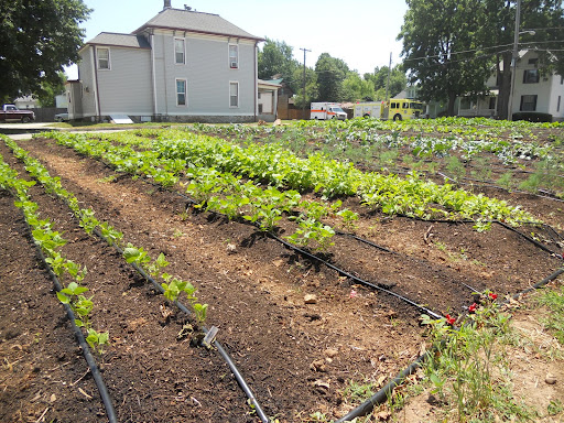 The Urban Roots Farm is one full acre.
(Photo credit: Samuel Crowe)