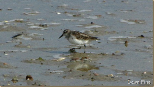 birding south beach_021