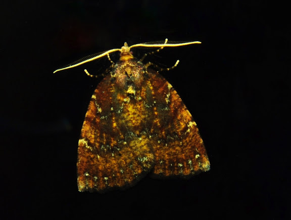 Hétérocères d'Australie - Noctuidae : Acontiinae : Amyna axis GUÉNÉE, 1852. Umina Beach (New South Wales, Australie), 5 juin 2011. Photo : Barbara Kedzierski