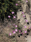 Purple poppies