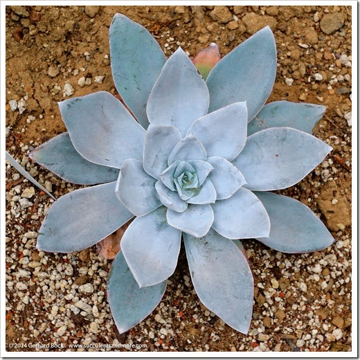 141030_Echeveria-cante_001