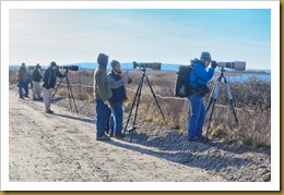 - photographing the snowy owlD7K_9284 November 25, 2011 NIKON D7000