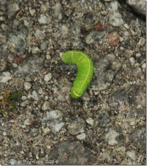33-common-quaker-caterpillar