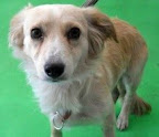 NADYA Es una perrita timida pero muy amorosa cuando esta en confianza. Socializa con personas y animales.
