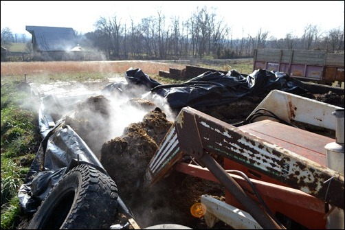 steamy silage