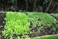 pinoyecofarm january _0108.JPG