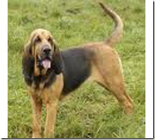 Blodhound
