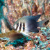 P7095416