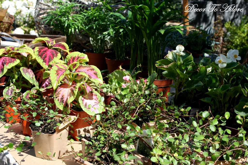 [the%2520willows%2520050%255B3%255D.jpg]