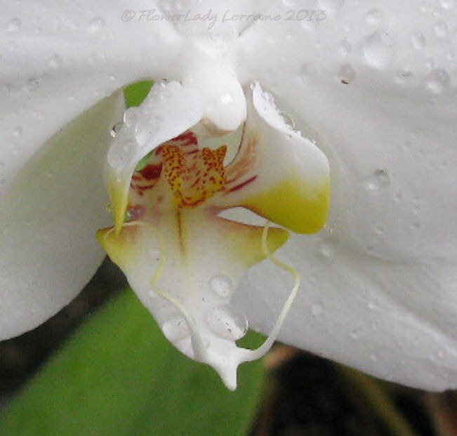 [02-14-nanci-orchids2%255B4%255D.jpg]