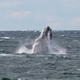 Breaching northern right whale