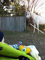 Meeting my first horse