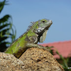 leguaan_aruba.jpg