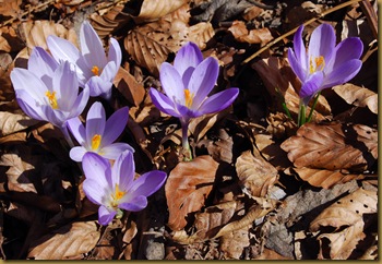 Crocus Crocus