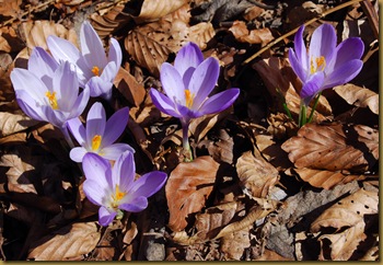 Crocus