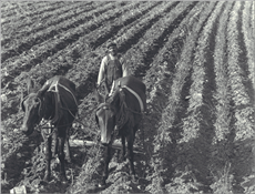 c0 USDA Photo by Walker Evans of a black farmer in Tupelo, MS, 1936. http://www.federationsoutherncoop.com/ag%20history%20photos/l99b646.htm