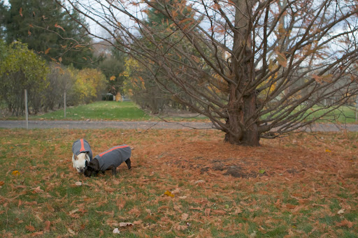 This tree was once one of the most widespread tree species in the Northern hemisphere and then it vanished and was thought to be extinct for millions of years. This tree was once one of the most widespread tree species in the Northern hemisphere and then it vanished and was thought to be extinct for millions of years.