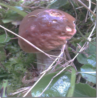 fungo porcino raccolto nel bosco di Valdidentro Immagine 091