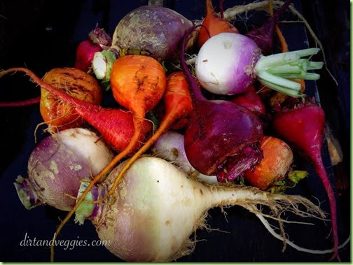 turnips-beets-rutabagas