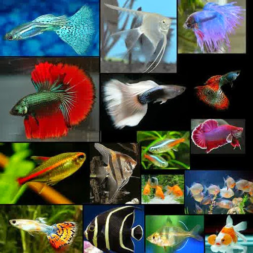 Media dan Perlengkapan untuk Budidaya Guppy Jual Cupang Media dan Perlengkapan untuk Budidaya Guppy Jual Cupang