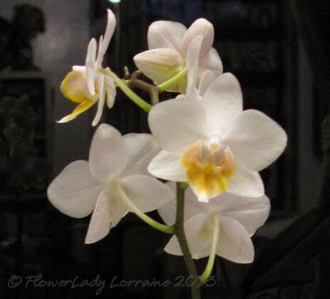[02-24-f-p-orchid%255B4%255D.jpg]