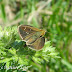 Hesperiidae%25252c%252520pseudoborbo%252520bevani%25252c%252520bevan%252527s%252520swift