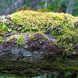 Chile - WilsonAdam_20110115_log2.jpg