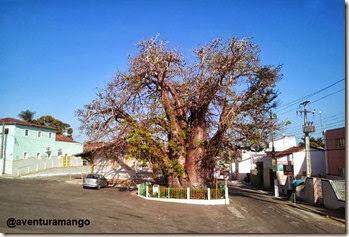 Baobá em Nísia Floresta