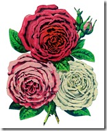 oldroses-graphicsfairy005