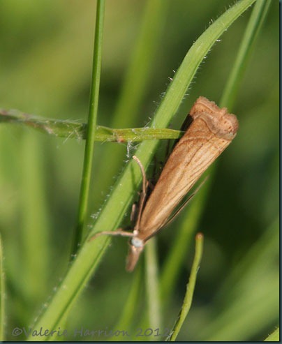 garden-grass-veneer garden-grass-veneer