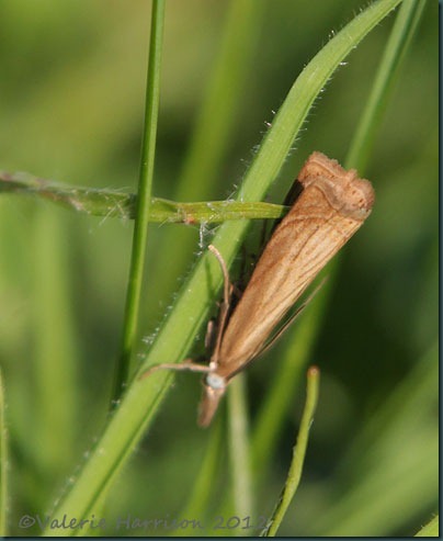 garden-grass-veneer