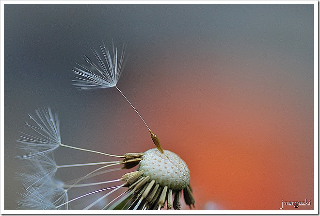 DSC_8981 DSC_8981