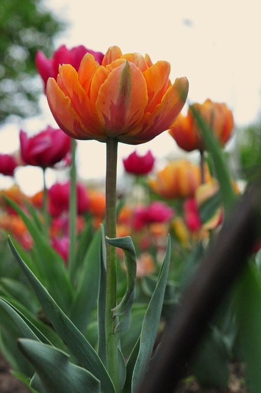 [DSC_98625.jpg]