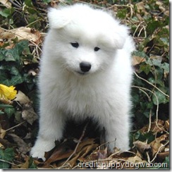 samoyed puppy