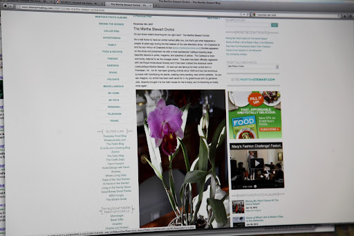 It is, Francesca!  I noticed that Martha had put her namesake orchid in the kitchen and it prompted me to look up some information about it!
