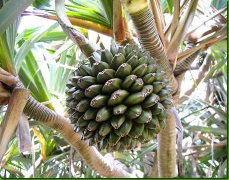 Pandanus Pandanus