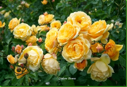Rosa Graham Thomas1 Rosa Graham Thomas1
