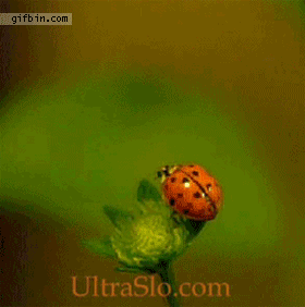 clip_image002 clip_image002