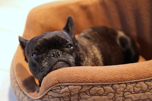 Dogs like beds as much as people do, but it's not just for the comfort.
