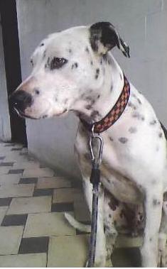manchas perdido.JPG