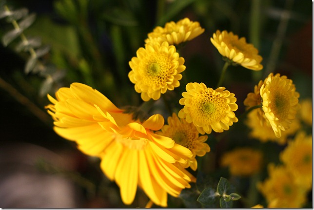 2012 01 08 flowers from Bri 2012 01 08 flowers from Bri
