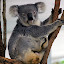 Koala at Lone Pine Sanctuary - Brisbane, Australia