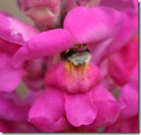 snap dragon_resize snap dragon_resize