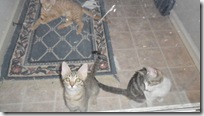 Pal,Pebbles, Precious-2011-6. Pal,Pebbles, Precious-2011-6.
