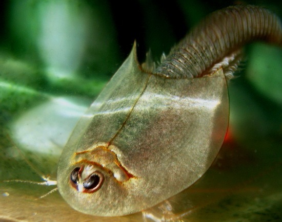 Mysterious_Creatures_07