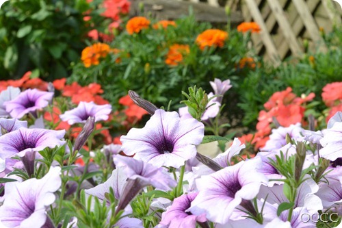 DSC_1103 DSC_1103