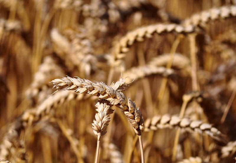 [Ready%2520for%2520harvest%255B3%255D.jpg]