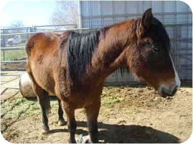 A4085863, from Lancaster, California.
This poor sweet girl has only a number for a name and is in urgent need of adoption. She has been at the public shelter in Lancaster since early February and her time there is up. Can someone please open their heart and home to her? See link to her info at end of blog post. A4085863, from Lancaster, California.
This poor sweet girl has only a number for a name and is in urgent need of adoption. She has been at the public shelter in Lancaster since early February and her time there is up. Can someone please open their heart and home to her? See link to her info at end of blog post.